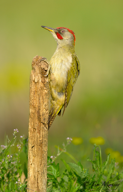 Green Woodpecker Stare 2012